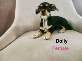 Dolly -  Dachshund Dog for Adoption in Gainesville, Virginia - Dolly | PetCurious