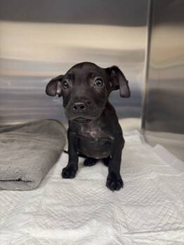 Rescue Labrador Retriever and Mixed Breed Dogs for Adoption in San Antonio, Texas - Signora | PetCurious