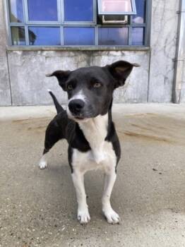 Rescue Mixed Breed Dogs for Adoption in New Orleans, Louisiana - Luna | PetCurious