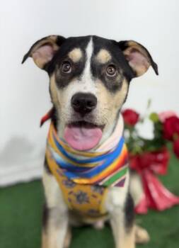 Husky and German Pinscher Dogs Available for Adoption in Carlsbad, California - Salmon-One Of Our Amazing Rescue Dogs | PetCurious