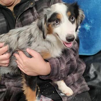 Rescue Australian Shepherd Dogs for Adoption in Ada, Minnesota - Missy | PetCurious