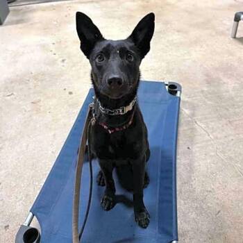 Rescue Belgian Shepherd Malinois Dogs for Adoption in Lazy Lake, Florida - Suni | PetCurious