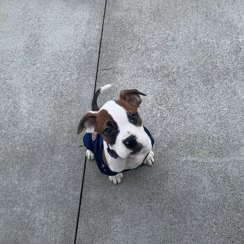 Boxer and Pit Bull Terrier Dogs Available for Adoption in Akron, Ohio - Jimmy  | PetCurious