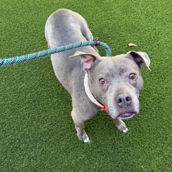 Daisy Duke 22473 -  Pit Bull Terrier and Mixed Breed Dog for Adoption in Cumming, Georgia - Daisy Duke 22473 | PetCurious