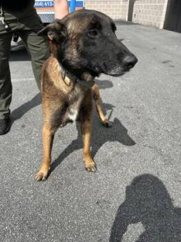 TAZ -  Belgian Shepherd Malinois and Mixed Breed Dog for Adoption in Atlanta, Georgia - TAZ | PetCurious