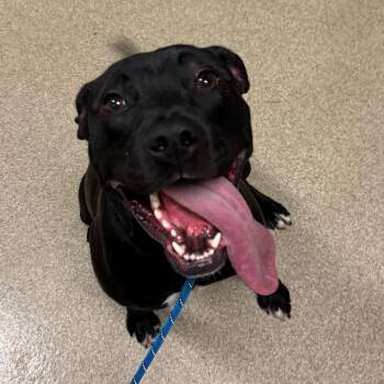 Goober -  Pit Bull Terrier Dog for Adoption in Bristol, Indiana - Goober | PetCurious