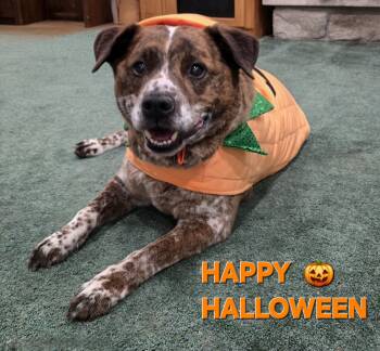 Rescue Lancashire Heeler Dogs for Adoption in Fruit Heights, Utah - Angus | PetCurious