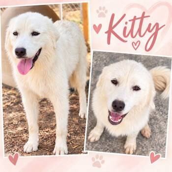 Kitty -  Great Pyrenees Dog for Adoption in Zimmerman, Minnesota - Kitty | PetCurious