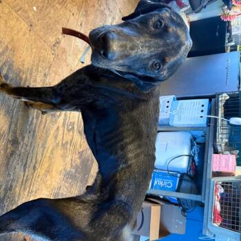 Barlow 060101A -  Great Dane and Mixed Breed Dog for Adoption in Amory, Mississippi - Barlow 060101A | PetCurious