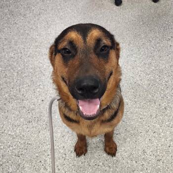 Shepherd Dogs Available for Adoption in Manhattan, Kansas - Bear | PetCurious