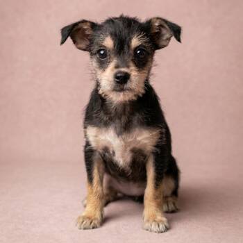 Chihuahua and Schnauzer Dogs Available for Adoption - Jodie | PetCurious
