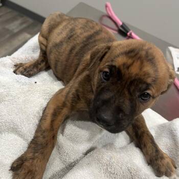 Charlotte -  Rottweiler and Mixed Breed Dog for Adoption in Richmond Hill, Georgia - Charlotte | PetCurious