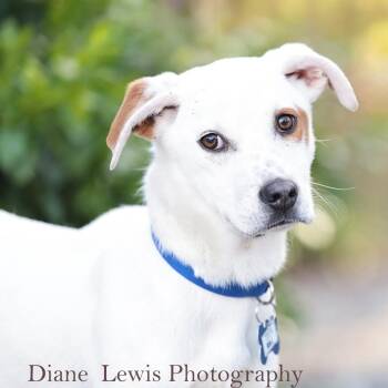 Retriever Dogs Available for Adoption - Raj | PetCurious