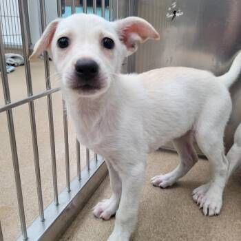 Lori -  Labrador Retriever and Mixed Breed Dog for Adoption in Corpus Christi, Texas - Lori | PetCurious