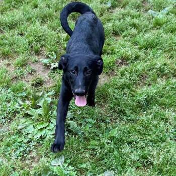 German Shepherd Dog and Mixed Breed Dogs Available for Adoption in Fredericksburg, Virginia - Breadcrumb Trail | PetCurious
