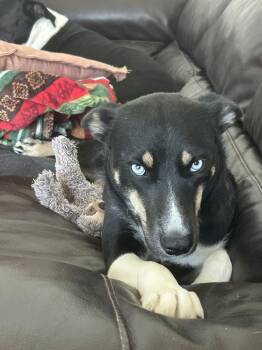 Mama Blue -  German Shepherd Dog and Husky Dog for Adoption in Pleasant Hill, California - Mama Blue | PetCurious