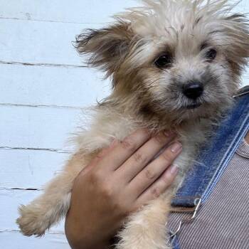 Dixie -  Maltese and Terrier Dog for Adoption in Sonoma, California - Dixie | PetCurious