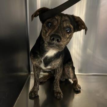 Bronson* -  Terrier and Chihuahua Dog for Adoption in San Gabriel, California - Bronson* | PetCurious