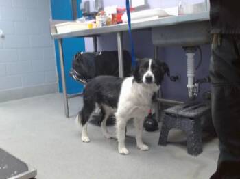 LAIRO -  Border Collie and Mixed Breed Dog for Adoption in Albuquerque, New Mexico - LAIRO | PetCurious