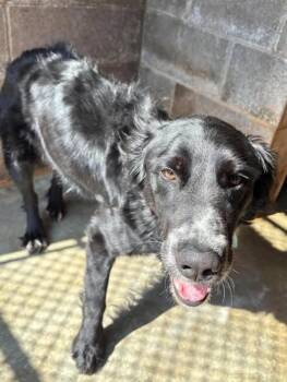 Buddy -  Australian Shepherd and Border Collie Dog for Adoption in Munfordville, Kentucky - Buddy | PetCurious