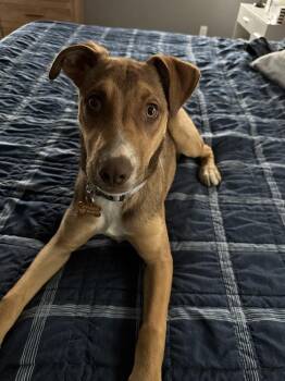 FANCY -  Pit Bull Terrier and Shepherd Dog for Adoption in Broomfield, Colorado - FANCY | PetCurious