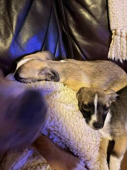 Labrador Retriever and Mixed Breed Dogs Available for Adoption - Peppermint Patty | PetCurious