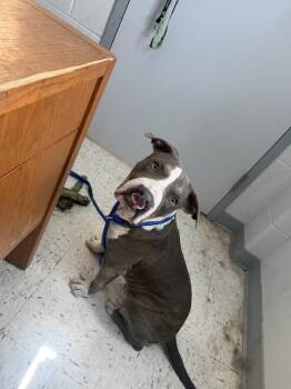 Theo -  Pit Bull Terrier Dog for Adoption in Humble, Texas - Theo | PetCurious