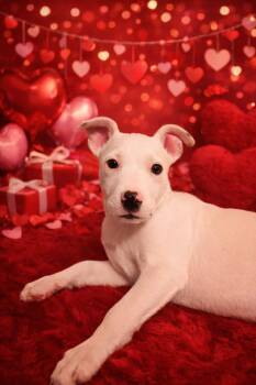 Terrier Dogs Available for Adoption - Zayden | PetCurious