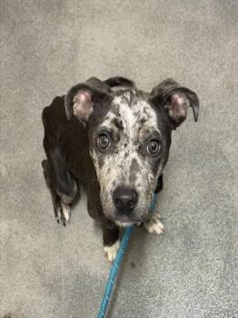 LILO -  Pit Bull Terrier Dog for Adoption - LILO | PetCurious