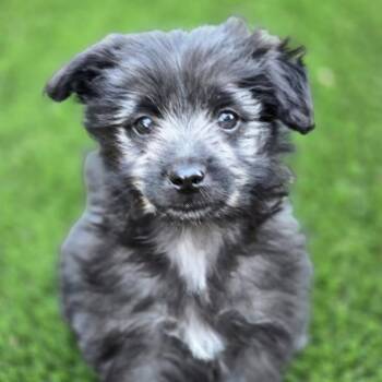 Maltese and Bichon Frise Dogs Available for Adoption in San Diego, California - Crinkle | PetCurious