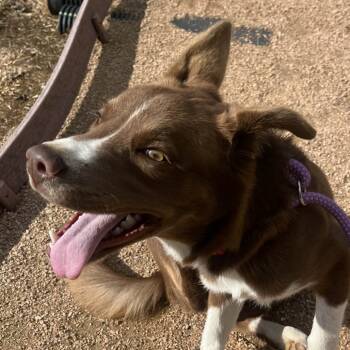 Rescue Husky Dogs for Adoption in Beaumont, Texas - Rocket | PetCurious