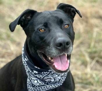 Rescue Black Labrador Retriever and Terrier Dogs for Adoption in Hondo, Texas - Tank - I Know Commands! I