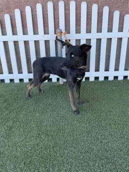 UNIQUE -  Border Collie Dog for Adoption in Modesto, California - UNIQUE | PetCurious