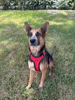 Betsy -  German Shepherd Dog Dog for Adoption in Houston, Texas - Betsy | PetCurious
