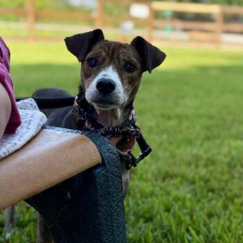 Rosey Little Bloom Marie -  Labrador Retriever and Mixed Breed Dog for Adoption in Friendswood, Texas - Rosey Little Bloom Marie | PetCurious