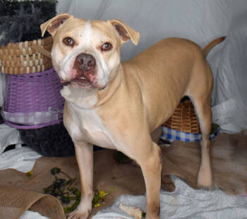 Rescue Pit Bull Terrier Dogs for Adoption in Monroe, Louisiana - Rex | PetCurious