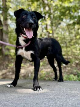 Rescue Shepherd Dogs for Adoption in Waverly, Tennessee - FRANK | PetCurious