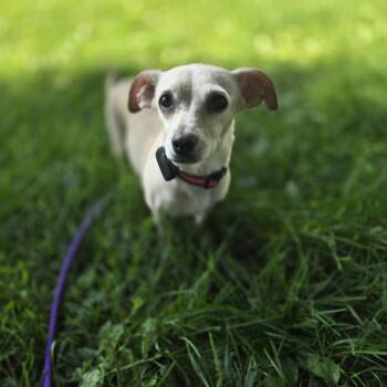 Cookie -  Chihuahua and Mixed Breed Dog for Adoption in Alma, Wisconsin - Cookie | PetCurious