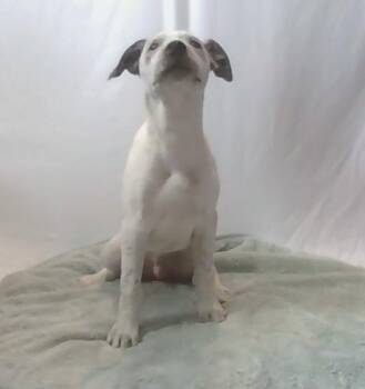 Eeyore -  Mixed Breed Dog for Adoption in Georgetown, South Carolina - Eeyore | PetCurious