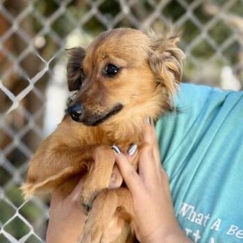 Spaniel and Chihuahua Dogs Available for Adoption in Fresno, California - Flower | PetCurious