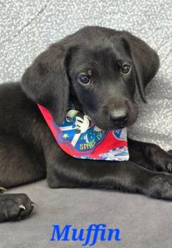 Muffin -  Labrador Retriever Dog for Adoption in Sedalia, Colorado - Muffin | PetCurious