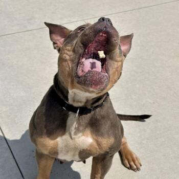 Angaboda -  Pit Bull Terrier and Mixed Breed Dog for Adoption in Matteson, Illinois - Angaboda | PetCurious