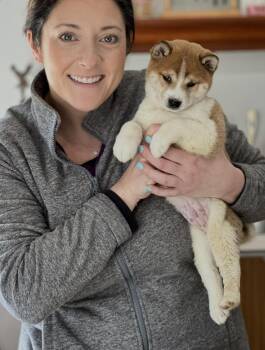 Shiba Inu Dogs Available for Adoption in Chester Springs, Pennsylvania - WonTon | PetCurious