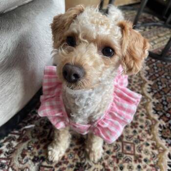 Janie -  Miniature Poodle and Mixed Breed Dog for Adoption in Oak Brook, Illinois - Janie | PetCurious