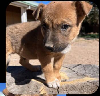 Franklin -  Shepherd and Pit Bull Terrier Dog for Adoption in Lafayette, Colorado - Franklin | PetCurious