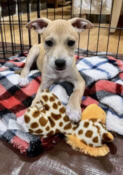 Rescue Mixed Breed Dogs for Adoption in Lake Ronkonkoma, New York - Merary | PetCurious
