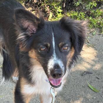 Denali -  Mixed Breed Dog for Adoption in Medford, Oregon - Denali | PetCurious