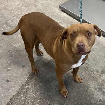 Chacha -  Mixed Breed Dog for Adoption in Las Cruces, New Mexico - Chacha | PetCurious