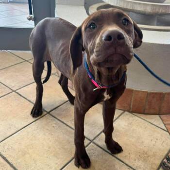 Rhodesian Ridgeback Dogs Available for Adoption in Wichita, Kansas - Rowan | PetCurious