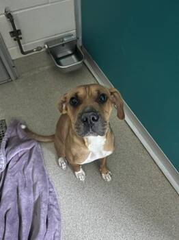 FERN -  Boxer and Mixed Breed Dog for Adoption in Newton, North Carolina - FERN | PetCurious